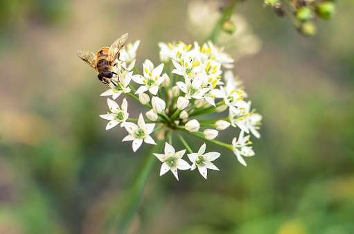 Small wild bee on flowering wild garlic allium ursinum closeup