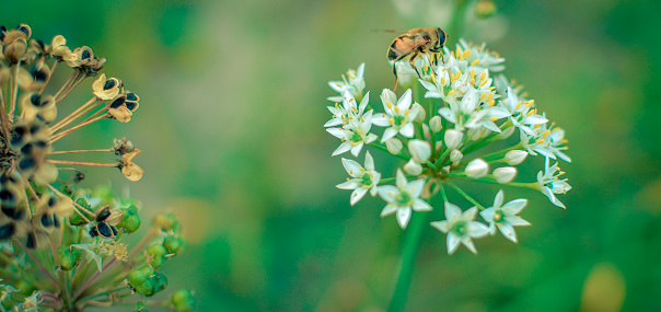 Small wild bee on flowering wild garlic allium ursinum closeup