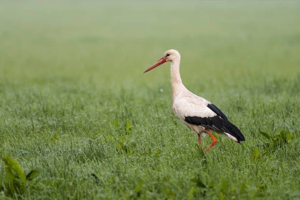 istock European stork 1156454243