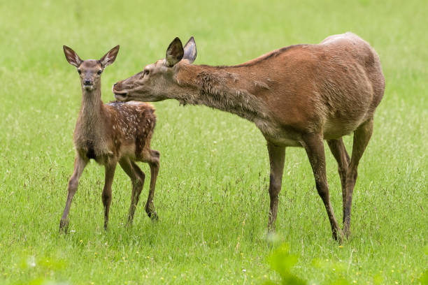 istock European red deer 1156454269