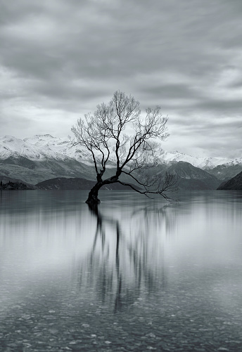 The most famous tree in the world, as seen on the shores of Lake Wanaka on New Zealand's South Island.