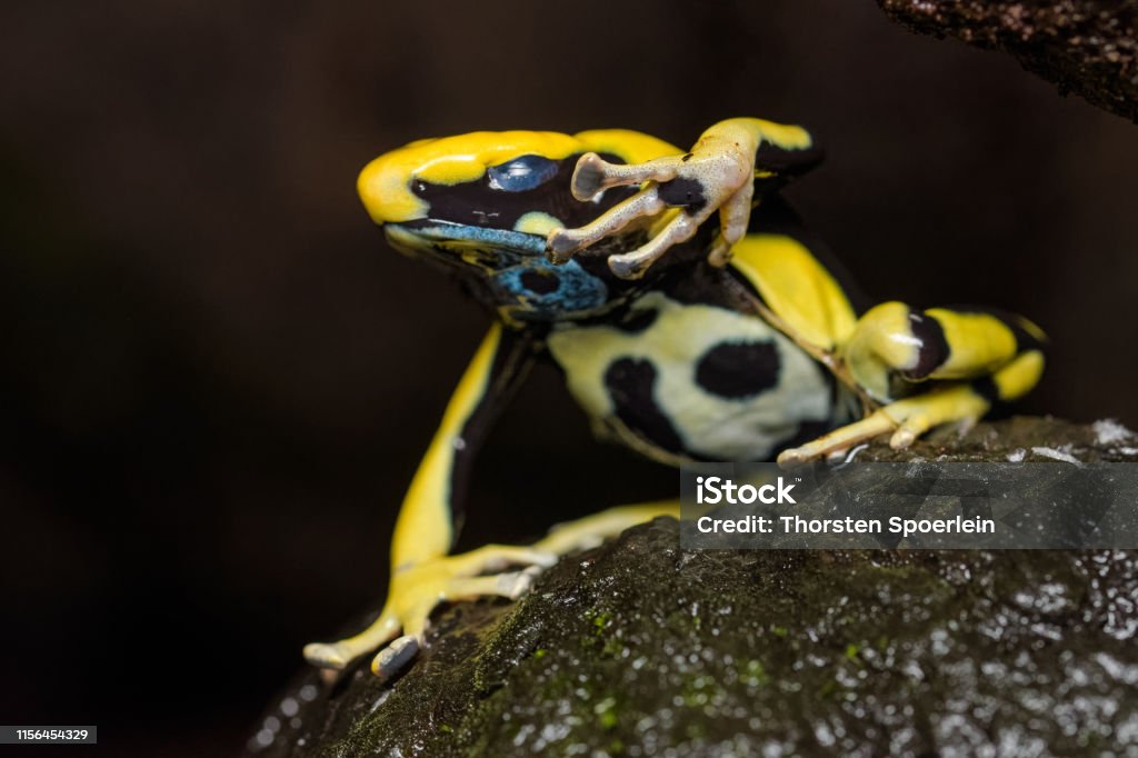 Grenouille de flèche de poison de teinture "Regina" - Photo de Allemagne libre de droits