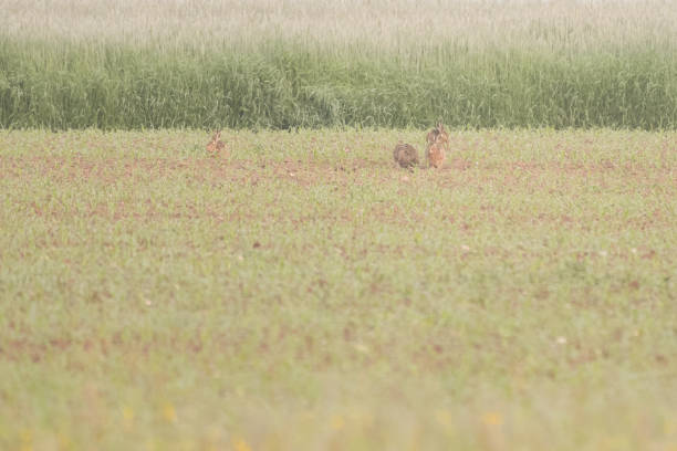 istock European hares 1156454343