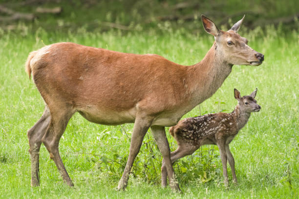 istock European red deer 1156454382