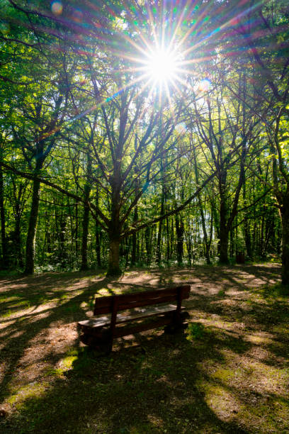 istock Dordogne Woodland Scene 1156455002