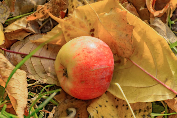 istock An Apple fallen from a tree, lying in the grass on yellow leaves. 1156456004