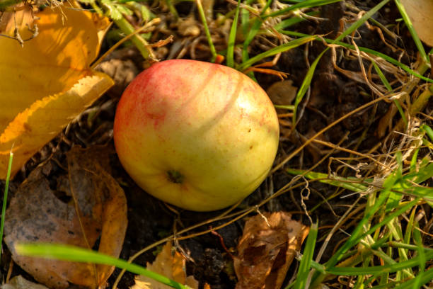 istock An Apple fallen from a tree, lying in the grass on yellow leaves. 1156456027