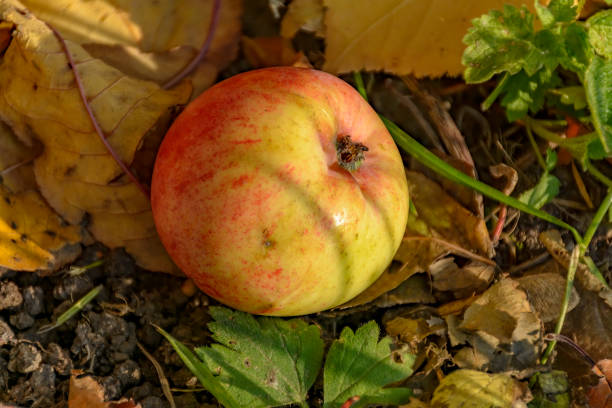 istock An Apple fallen from a tree, lying in the grass on yellow leaves. 1156456066