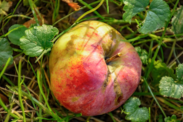 istock An Apple fallen from a tree, lying in the grass on yellow leaves. 1156456081