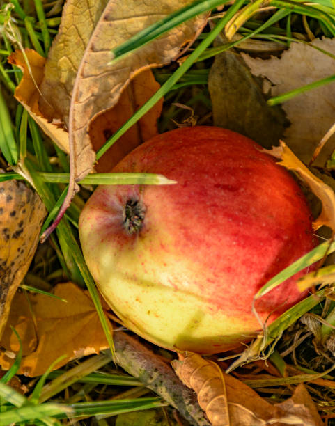 istock An Apple fallen from a tree, lying in the grass on yellow leaves. 1156456100
