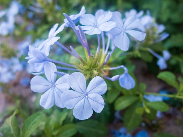 istock Light blue flowers of Tiny periwinkle. Catharanthus pusillus 1156457023