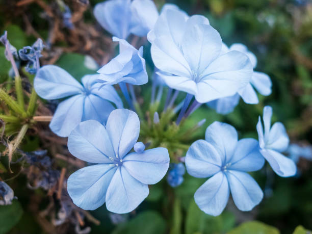 istock Light blue flowers of Tiny periwinkle. Catharanthus pusillus 1156457274