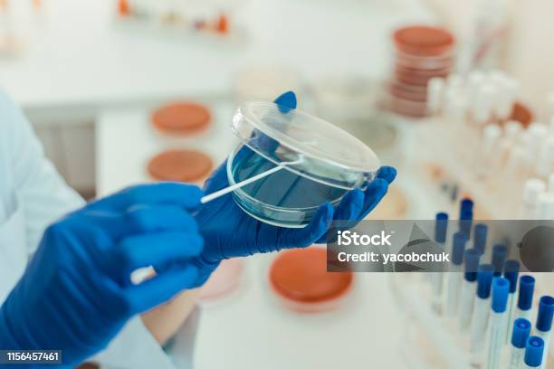 Enfoque Selectivo De Un Plato De Petri Transparente Foto de stock y más banco de imágenes de Laboratorio médico