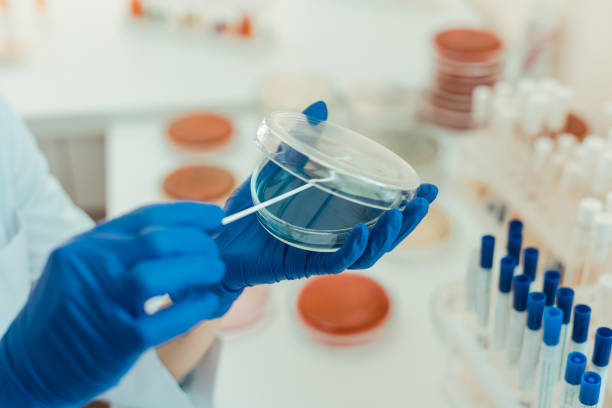selective focus of a transparent petri dish - microbiology analyzing laboratory scrutiny imagens e fotografias de stock