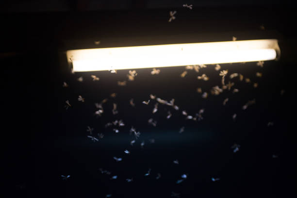 istock blur moth flying in the fire ,the neon light in night time, it's raining time. 1156458893