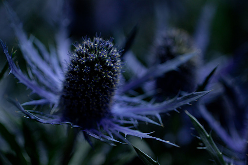 beautiful unusual flowers of the eryngium with funny petals