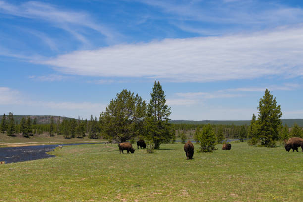 istock Buffalo grazing green grass with river 1156460377