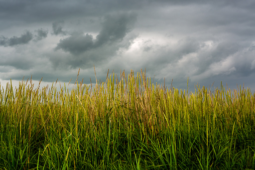 Closeup of Grassland With Storm Clouds in the Background