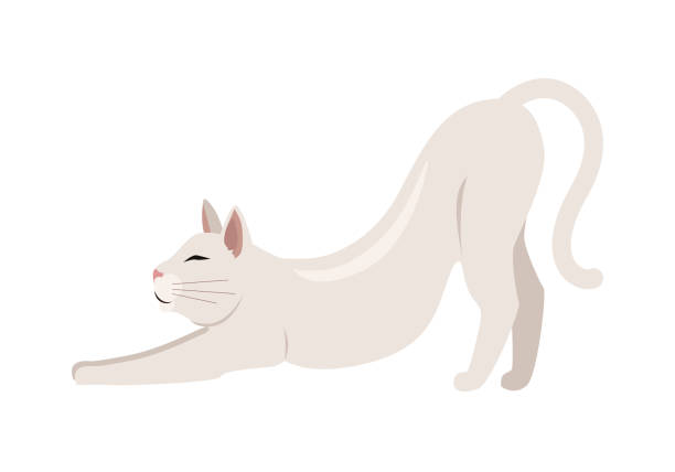 Burmilla Shorthair Cat Flat Vector Illustration Burmilla cat breed. Cute shorthair cat stretching flat vector illustration isolated on white background. Domestic purebred friend, companion animal. For pet shop ad, hobby concept, breeding club gymnastics stretches stock illustrations