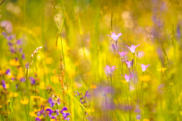 istock spreading bellflower  in a meadow in spring in Germany 1156461552