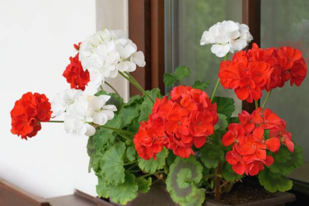 istock Richly blooming geranium flowers on the windows - Pelargonium Zonale 1156461558