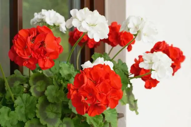 Richly blooming geranium flowers on the window sill