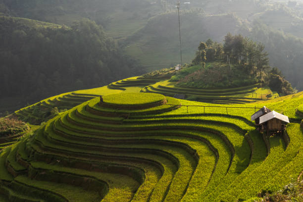 istock Rice terrace Mountains in Mu can chai, Vietnam 1156461609