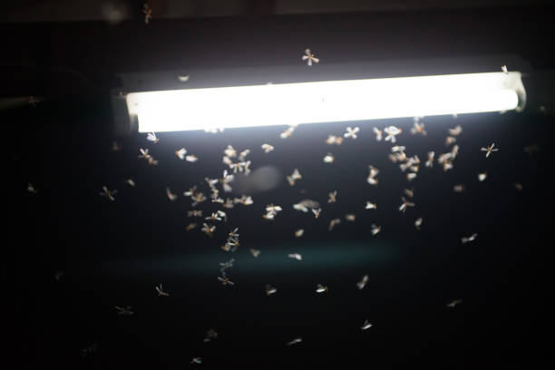 istock moth flying in the fire ,the neon light in night time, it's raining time. 1156461675