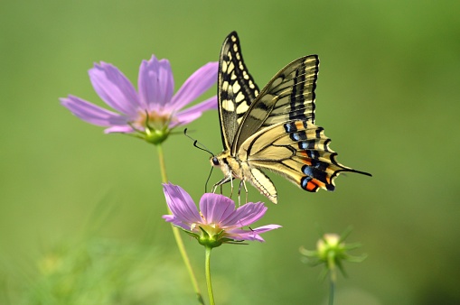 Mariposa Swallowtail photo