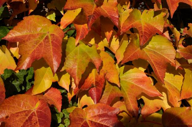 istock Colorful grape leaves in autumn 1156461909