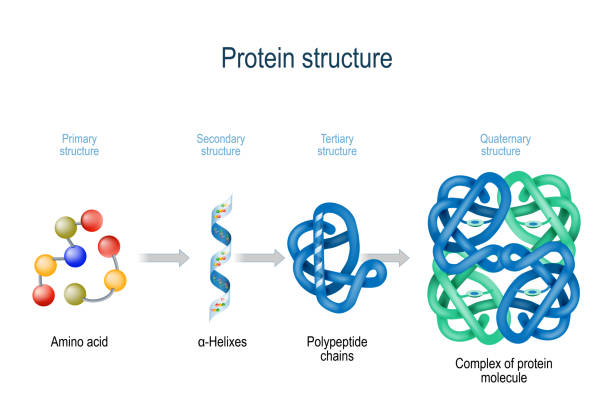 Levels of protein structure from amino acids to Complex of protein molecule. Levels of protein structure from amino acids to Complex of protein molecule. Protein is a polymer (polypeptide) that formed from sequences of amino acids. Levels of protein structure: Primary, Secondary, Tertiary, and Quaternary physical structure stock illustrations