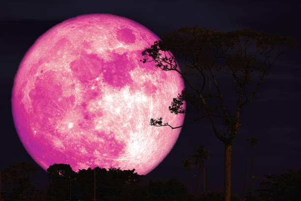 istock buck pink moon on night red sky back silhouette tree 1156462886