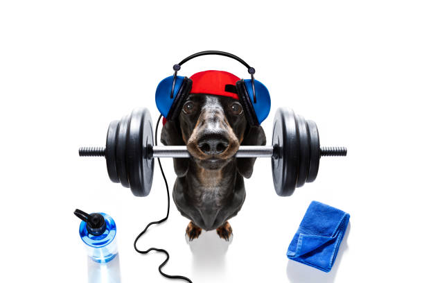 personal trainer dog - weightlifting weight training weights gym imagens e fotografias de stock