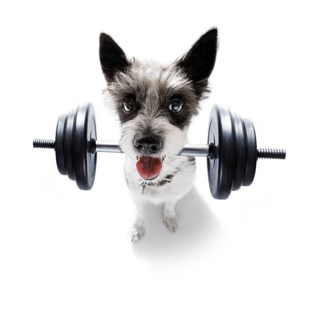 personal trainer dog - weightlifting weight training weights gym imagens e fotografias de stock