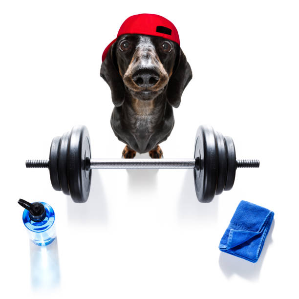 personal trainer dog - weightlifting weight training weights gym imagens e fotografias de stock