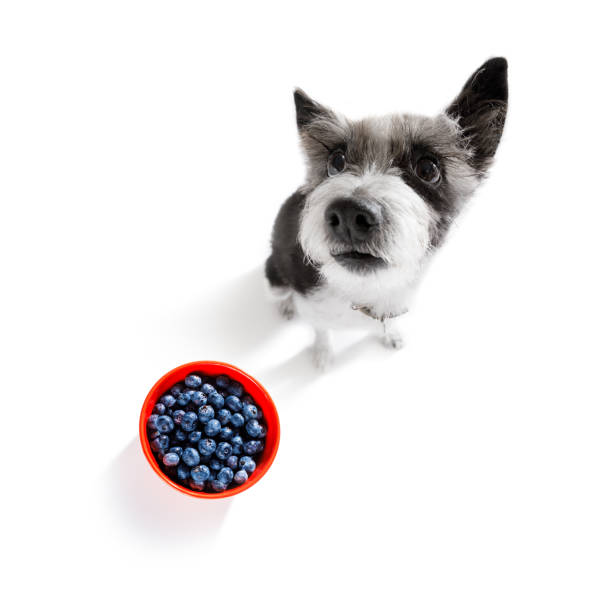 perro hambriento con fruta vegana saludable - weight training audio fotografías e imágenes de stock