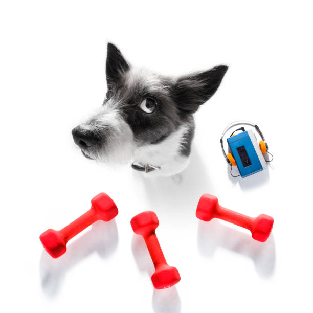 パーソナルトレーナー犬 - weight training audio ストックフォトと画像