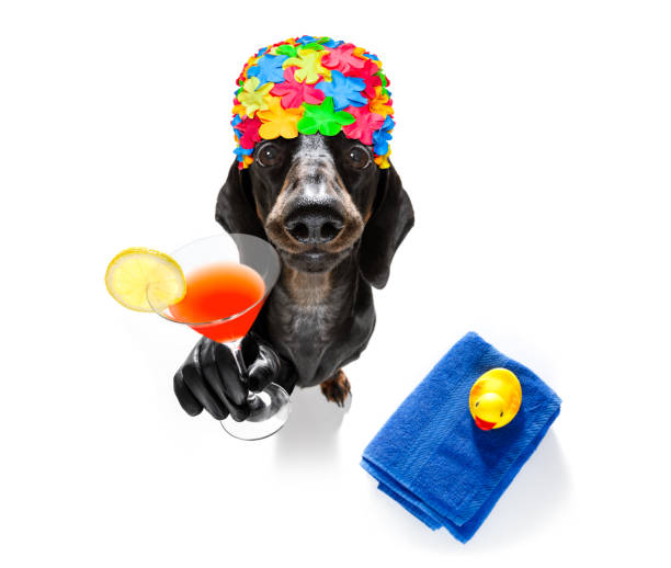 istock summer vacation holiday dog 1156463985