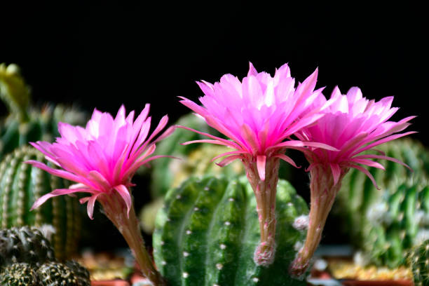Flores Rosas De Cactus Híbridos Foto de stock y más banco de imágenes de  Amarillo - Color - Amarillo - Color, Belleza, Cabeza de flor - iStock