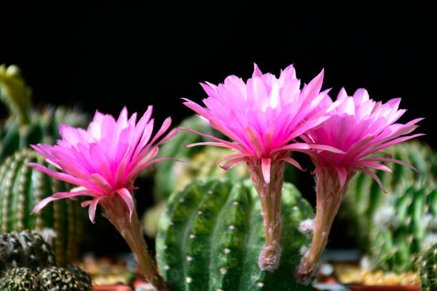 Flores Rosas De Cactus Híbridos Foto de stock y más banco de imágenes de Amarillo - Color - Amarillo - Color, Belleza, Cabeza de flor - iStock Flores Rosas De Cactus Híbridos Foto de stock y más banco de imágenes de Amarillo - Color - Amarillo - Color, Belleza, Cabeza de flor - iStock