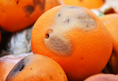 Rotten oranges with fungi
