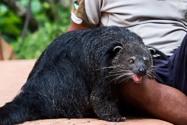 Photo of The Binturong (Bear)