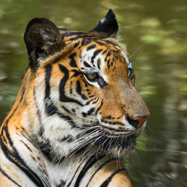istock Portrait of tiger. 1156465637