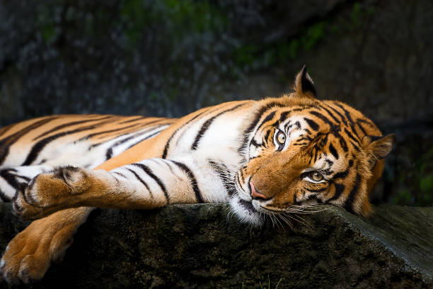 istock Portrait of tiger. 1156465661