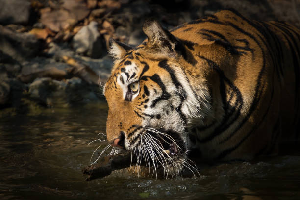 istock Portrait of tiger. 1156465696