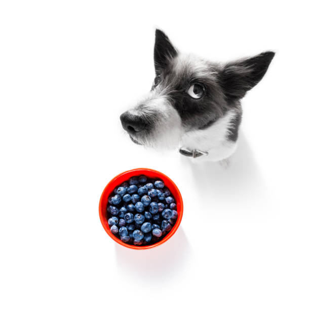 hungry dog with vegan healthy fruit - weightlifting weight training weights gym imagens e fotografias de stock