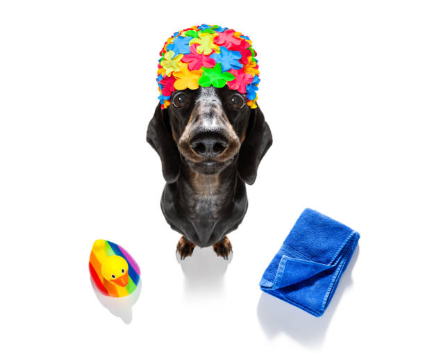 istock summer vacation holiday dog 1156465928
