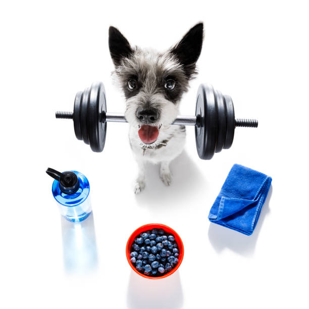 personal trainer dog - weightlifting weight training weights gym imagens e fotografias de stock