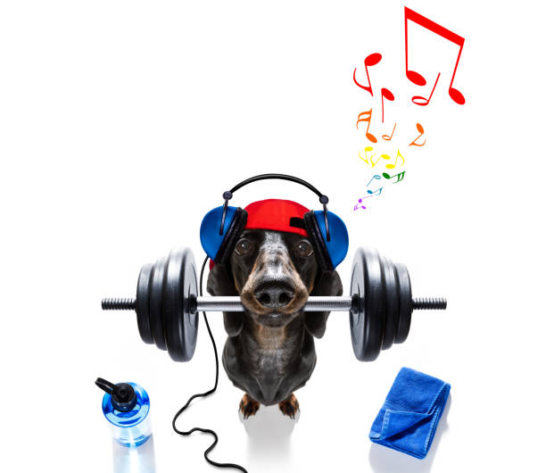 パーソナルトレーナー犬 - weight training audio ストックフォトと画像