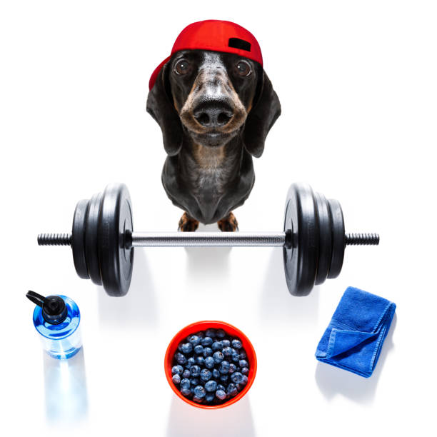 personal trainer dog - weightlifting weight training weights gym imagens e fotografias de stock